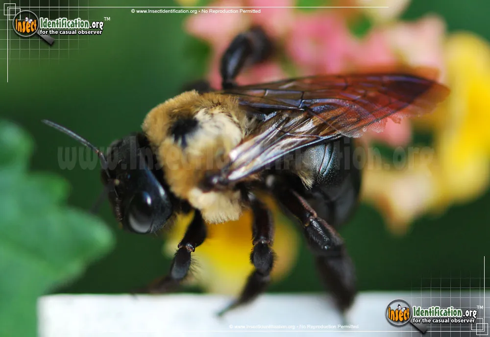 Eastern Carpenter Bee - photo 7