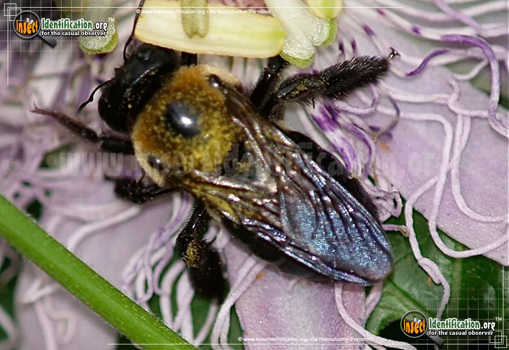 Eastern Carpenter Bee - photo 8