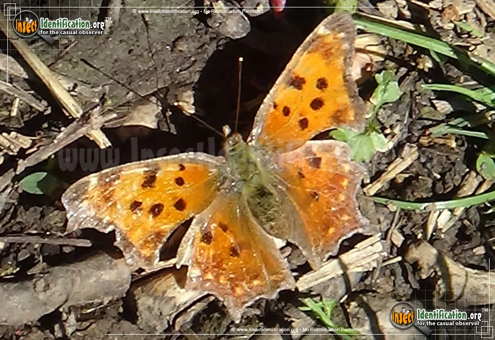 Eastern Comma