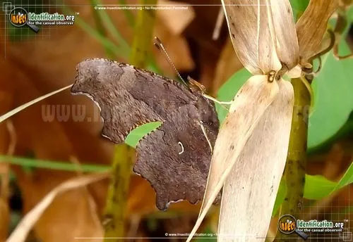 Eastern Comma - photo 4