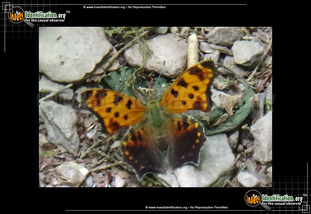 Eastern Comma - photo 7