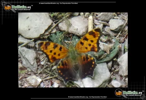 Eastern Comma - photo 8