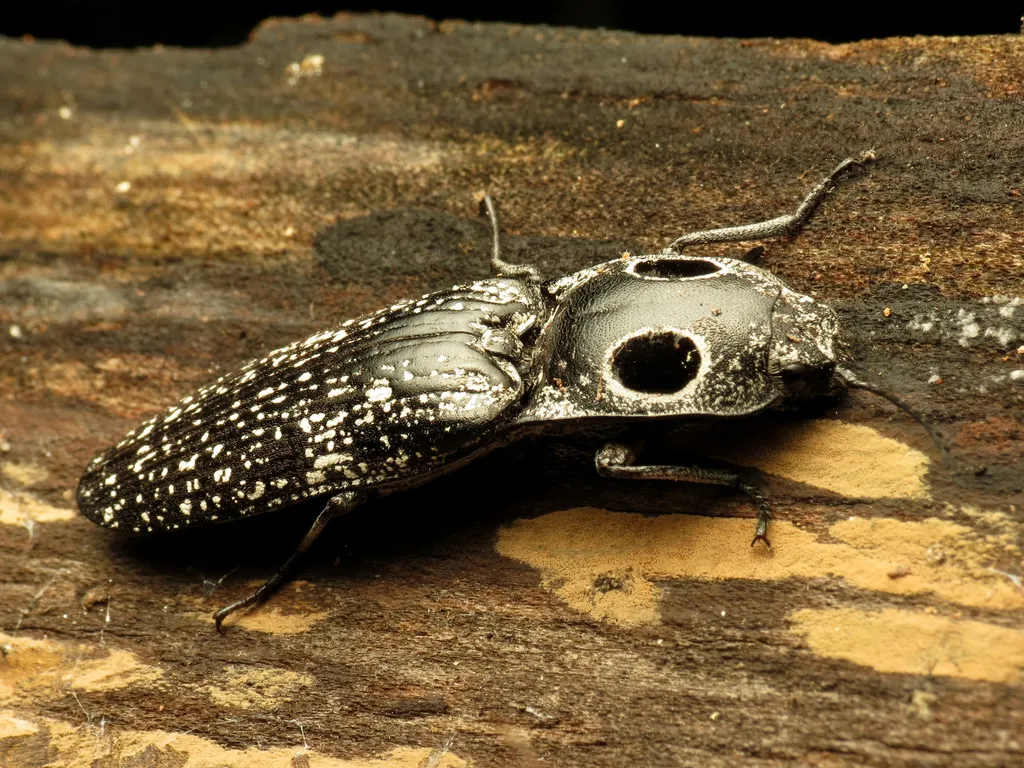 Eastern Eyed Click Beetle - photo 2
