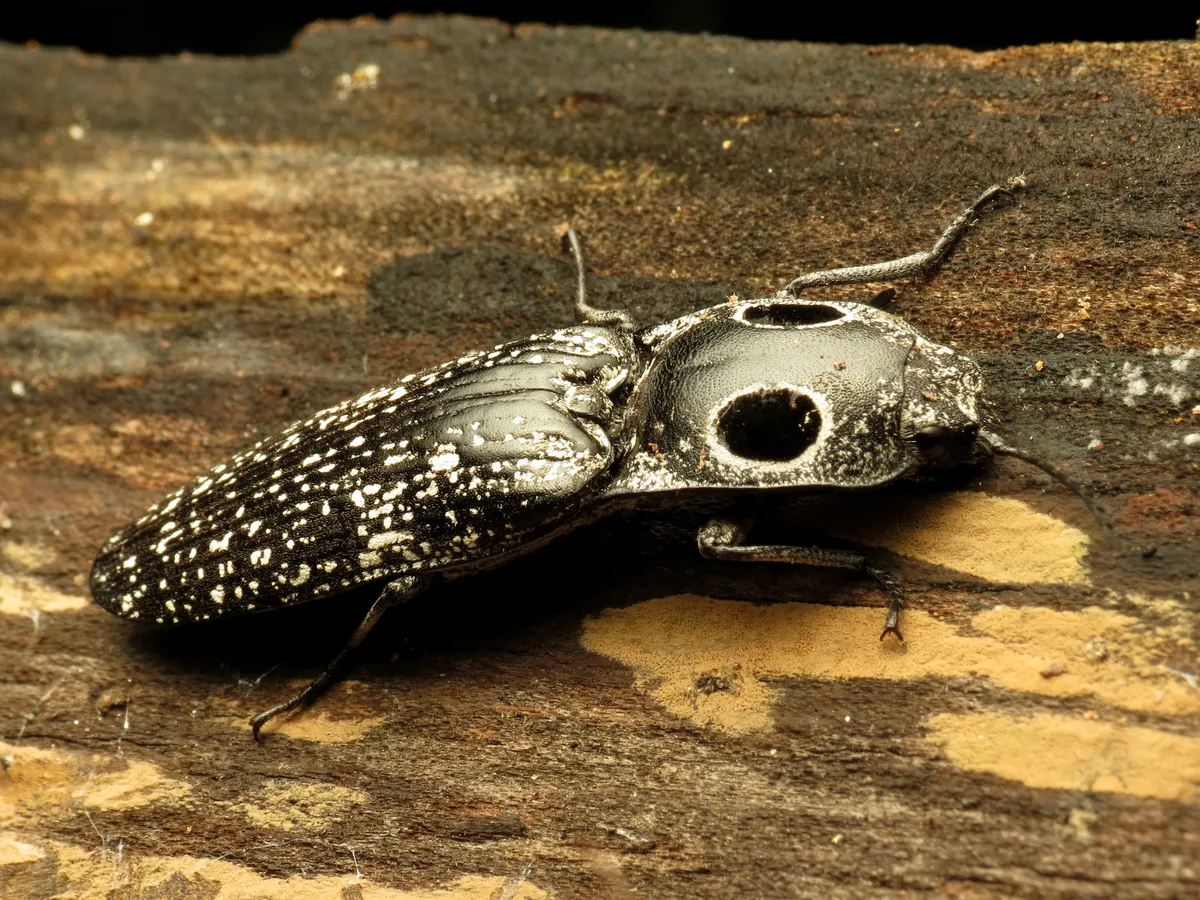 Eastern Eyed Click Beetle - photo 3