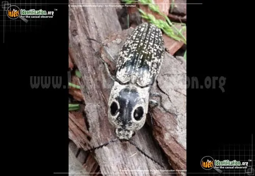 Eastern Eyed Click Beetle - photo 4
