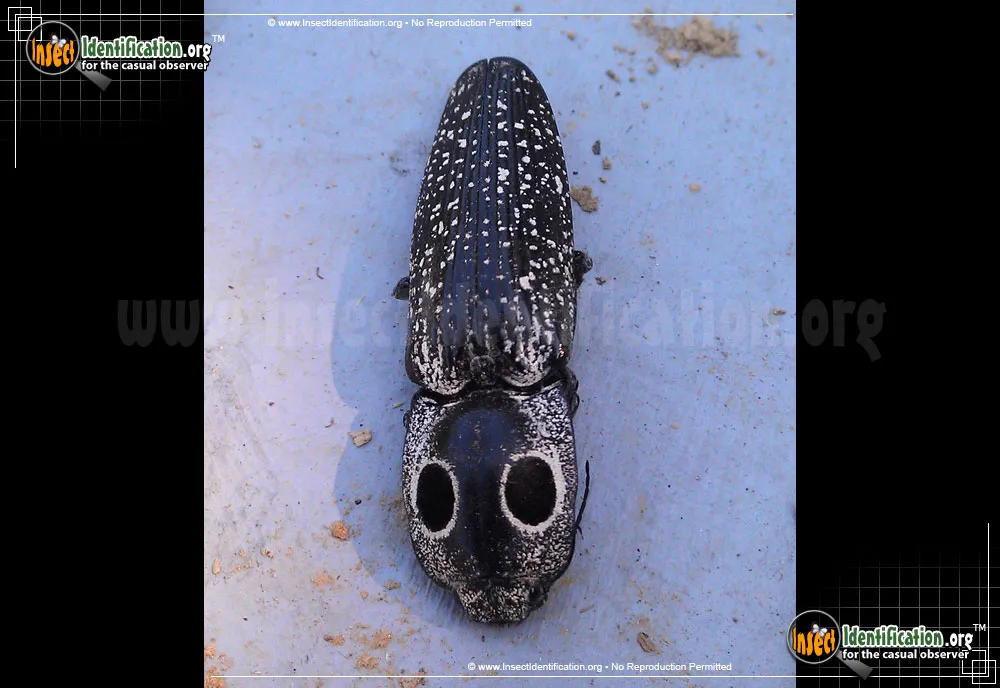 Eastern Eyed Click Beetle - photo 5