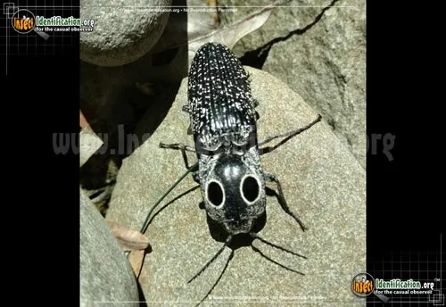 Eastern Eyed Click Beetle - photo 6