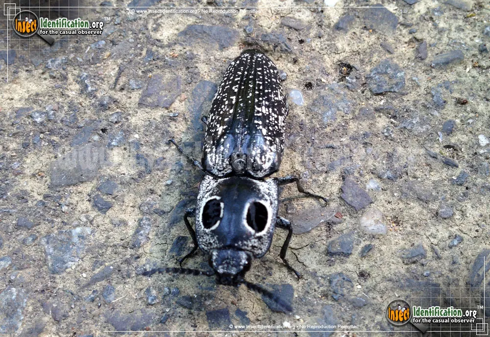Eastern Eyed Click Beetle - photo 7