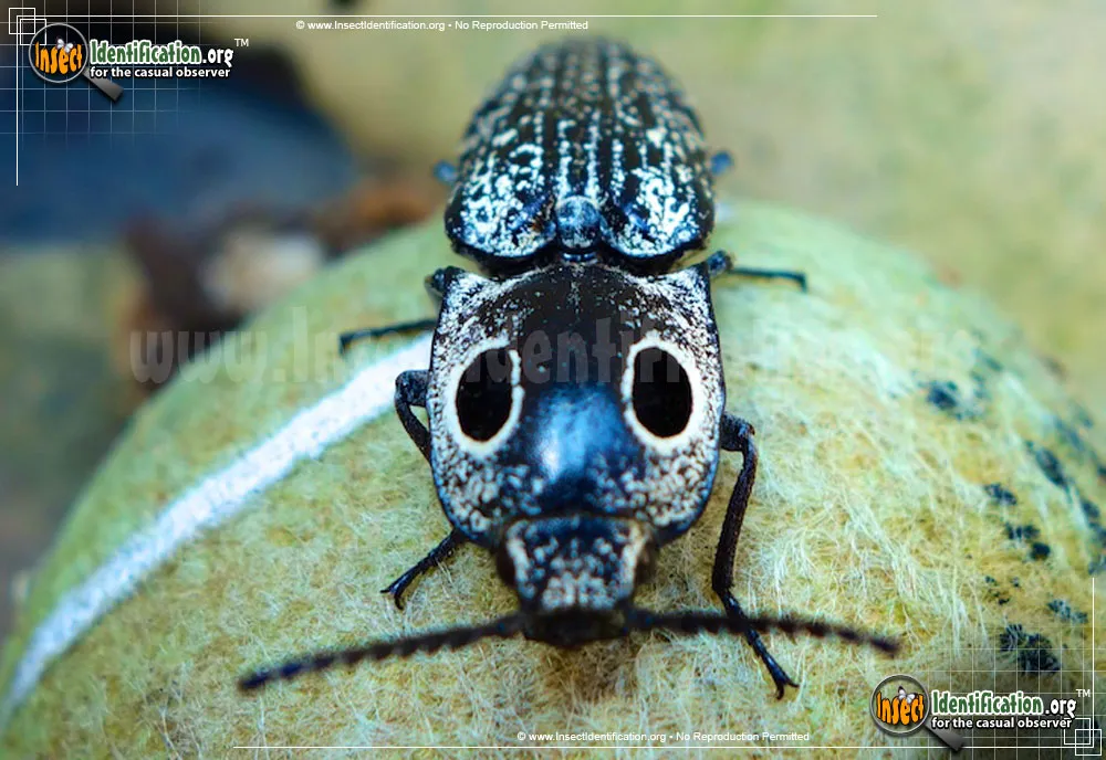 Eastern Eyed Click Beetle - photo 8