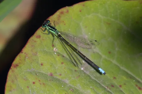 Eastern Forktail Damselfly