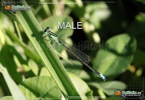 Eastern Forktail Damselfly - photo 4