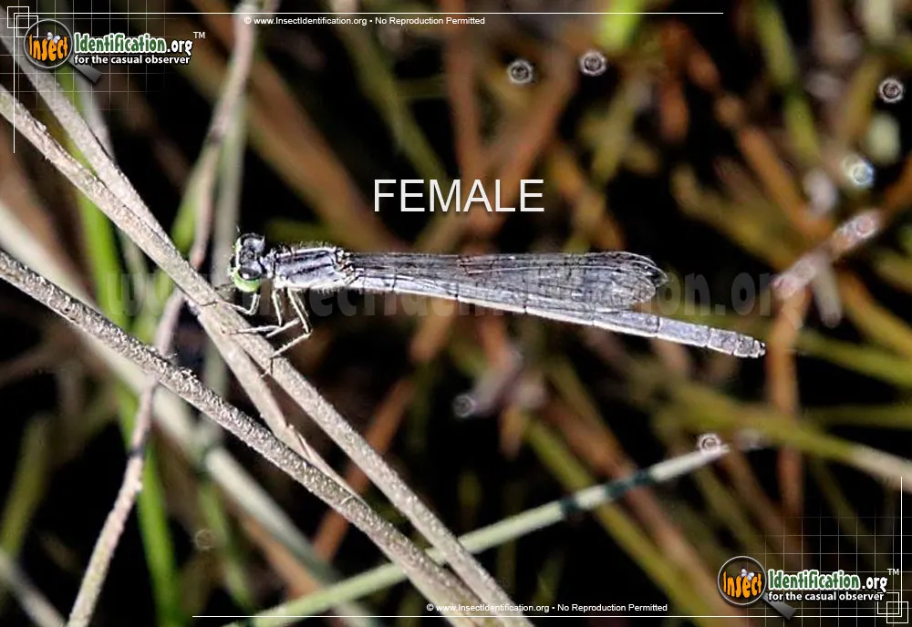 Eastern Forktail Damselfly - photo 5