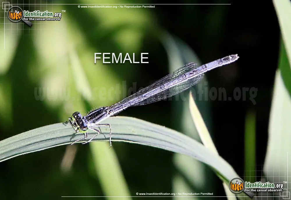 Eastern Forktail Damselfly - photo 6