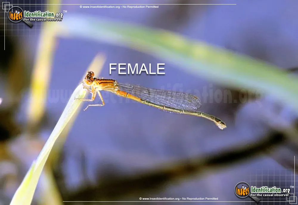 Eastern Forktail Damselfly - photo 7
