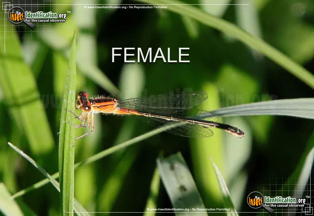 Eastern Forktail Damselfly - photo 8