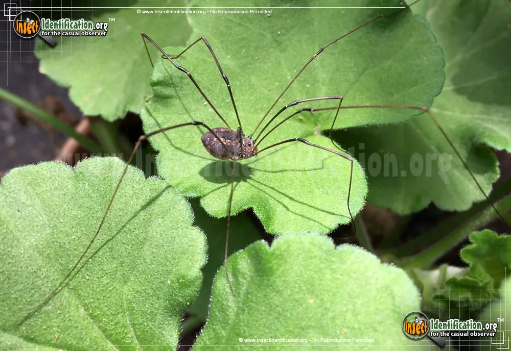 Eastern Harvestman