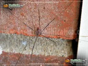 Eastern Harvestman - photo 4
