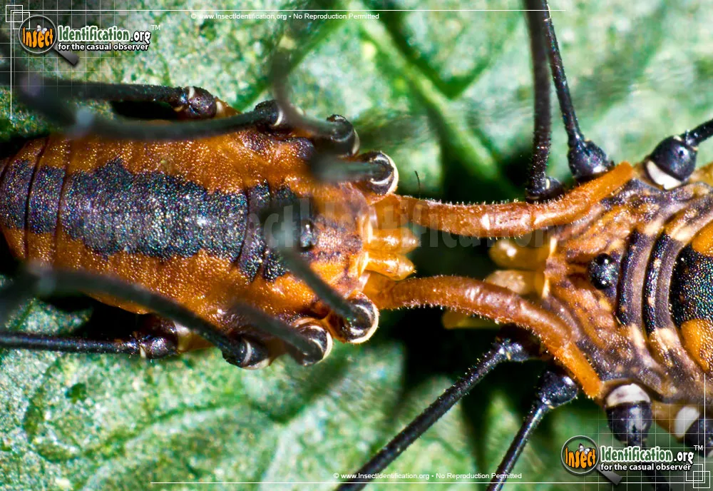 Eastern Harvestman - photo 5