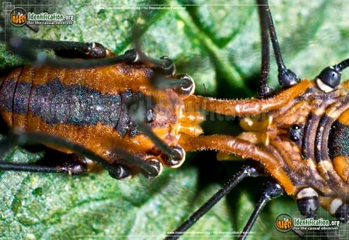 Eastern Harvestman - photo 6