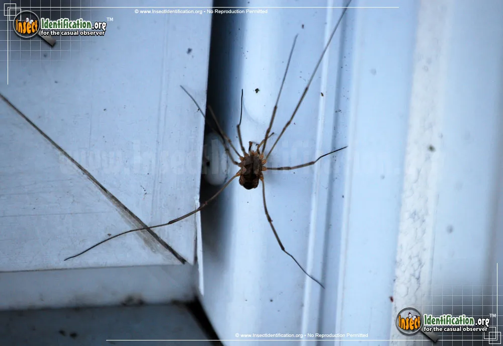 Eastern Harvestman - photo 7