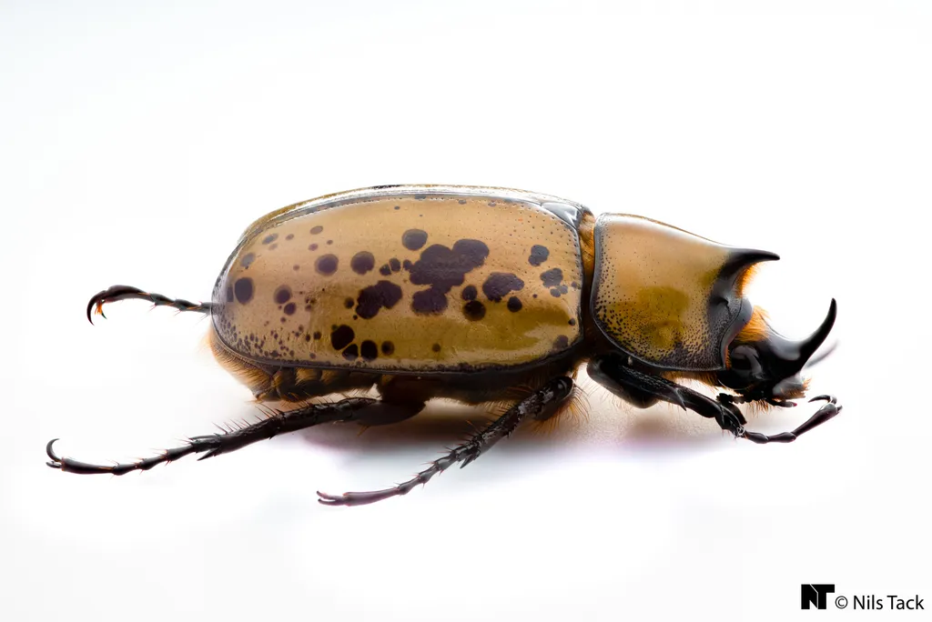 Eastern Hercules Beetle - photo 3