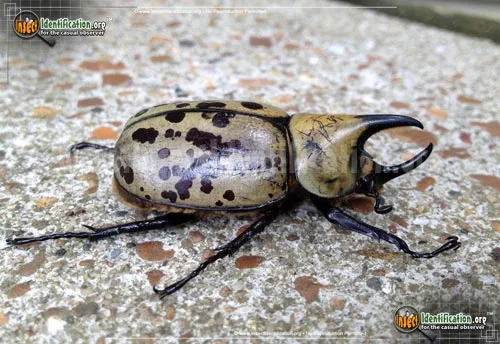 Eastern Hercules Beetle - photo 5