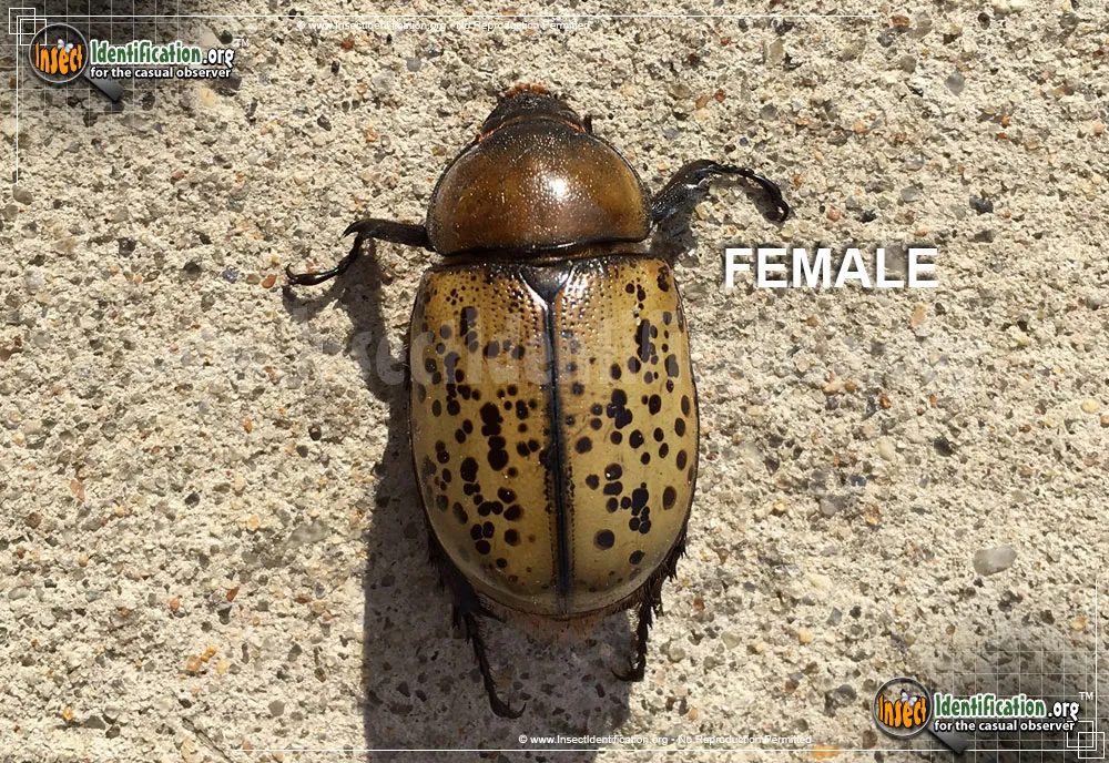 Eastern Hercules Beetle - photo 6