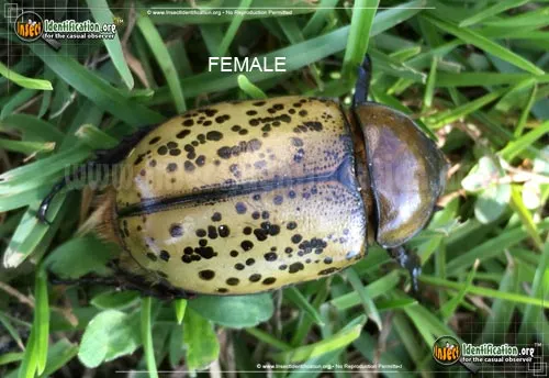 Eastern Hercules Beetle - photo 7