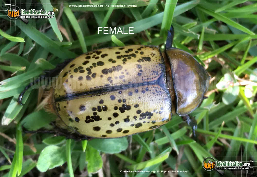 Eastern Hercules Beetle - photo 8