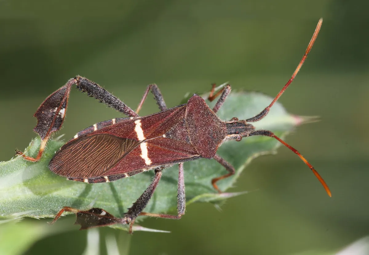 Eastern Leaf-footed Bug - photo 3