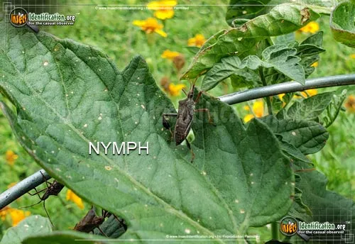 Eastern Leaf-footed Bug - photo 4
