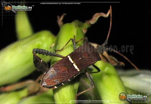 Eastern Leaf-footed Bug - photo 5