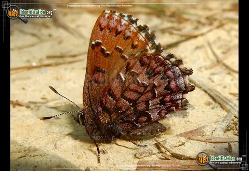 Eastern Pine Elfin Butterfly - photo 2