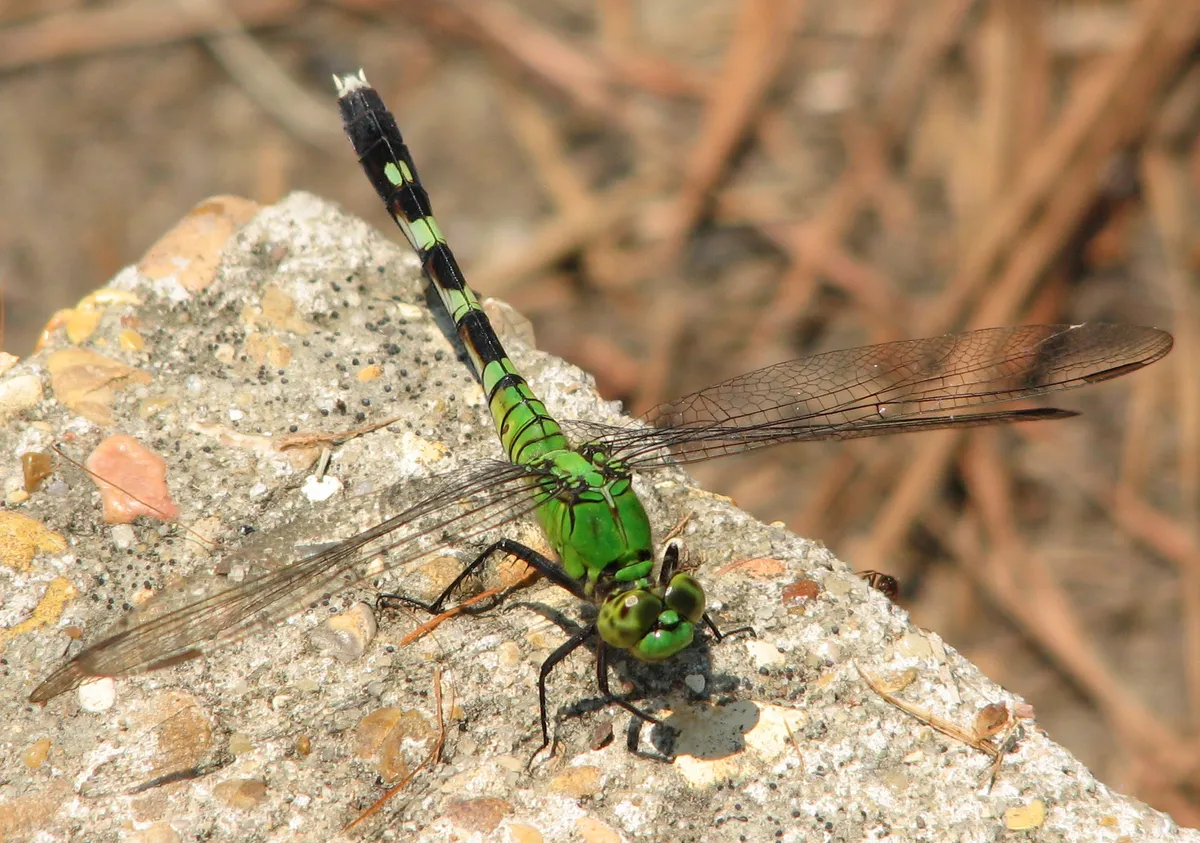 Eastern Pondhawk - photo 2