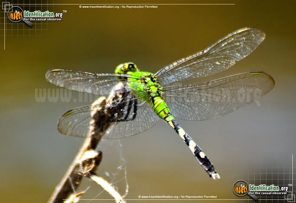 Eastern Pondhawk - photo 3