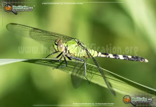 Eastern Pondhawk - photo 4