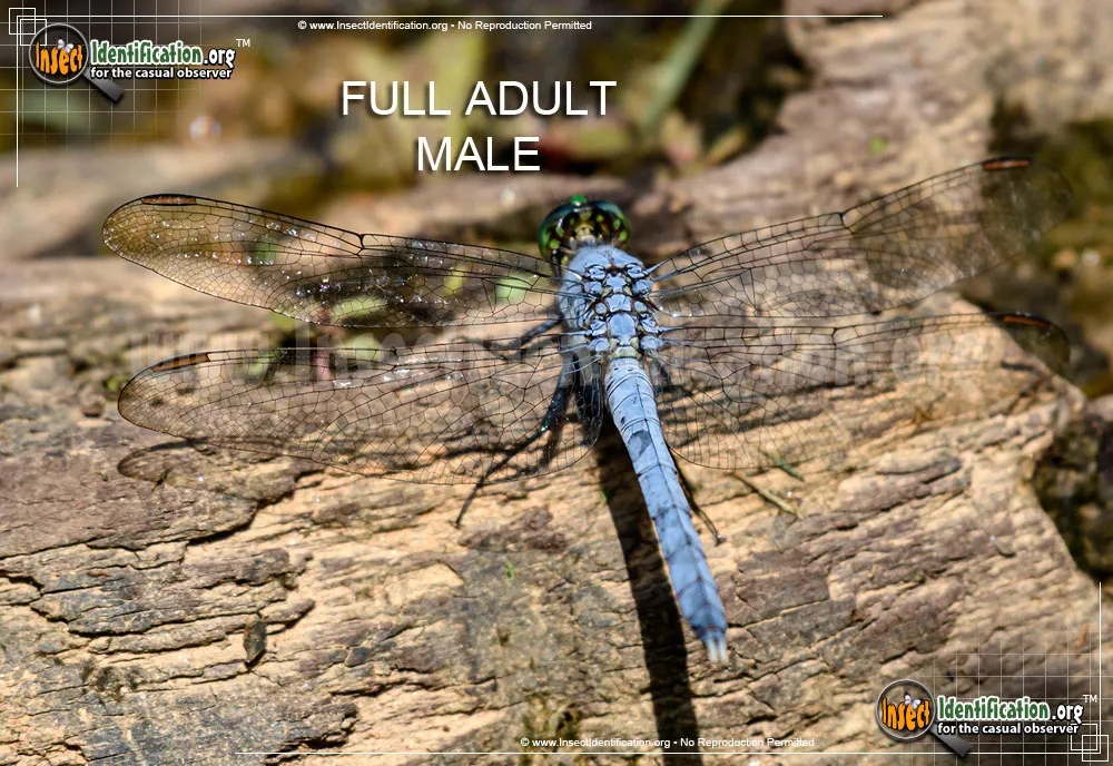 Eastern Pondhawk - photo 5