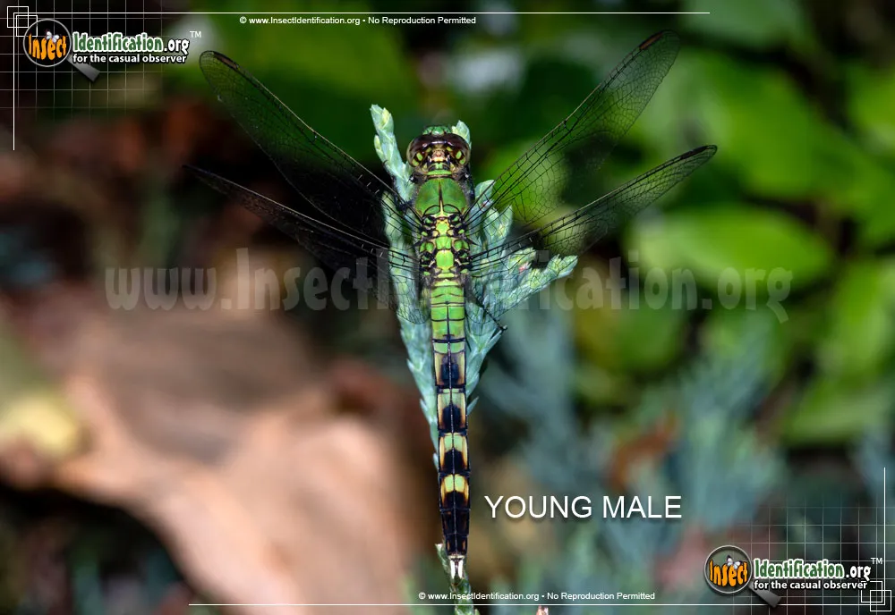 Eastern Pondhawk - photo 6