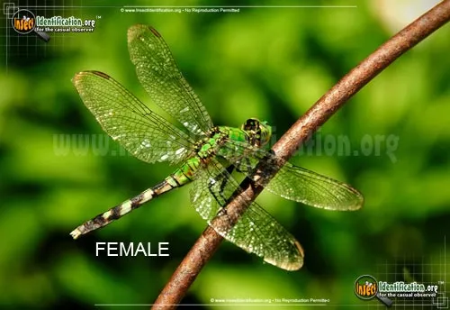 Eastern Pondhawk - photo 7
