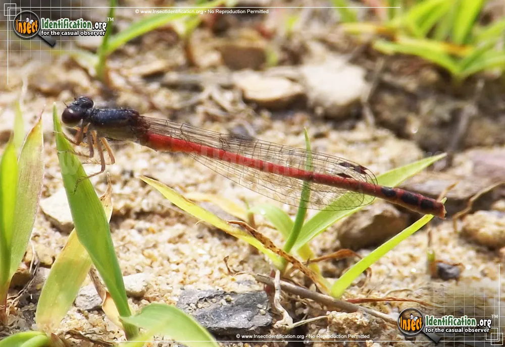 Eastern Red Damsel