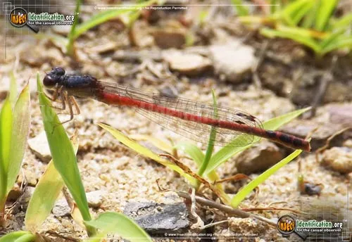Eastern Red Damsel - photo 2
