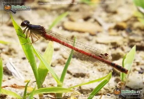 Eastern Red Damsel - photo 4