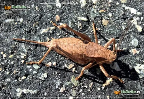 Eastern Shieldback Katydid - photo 2