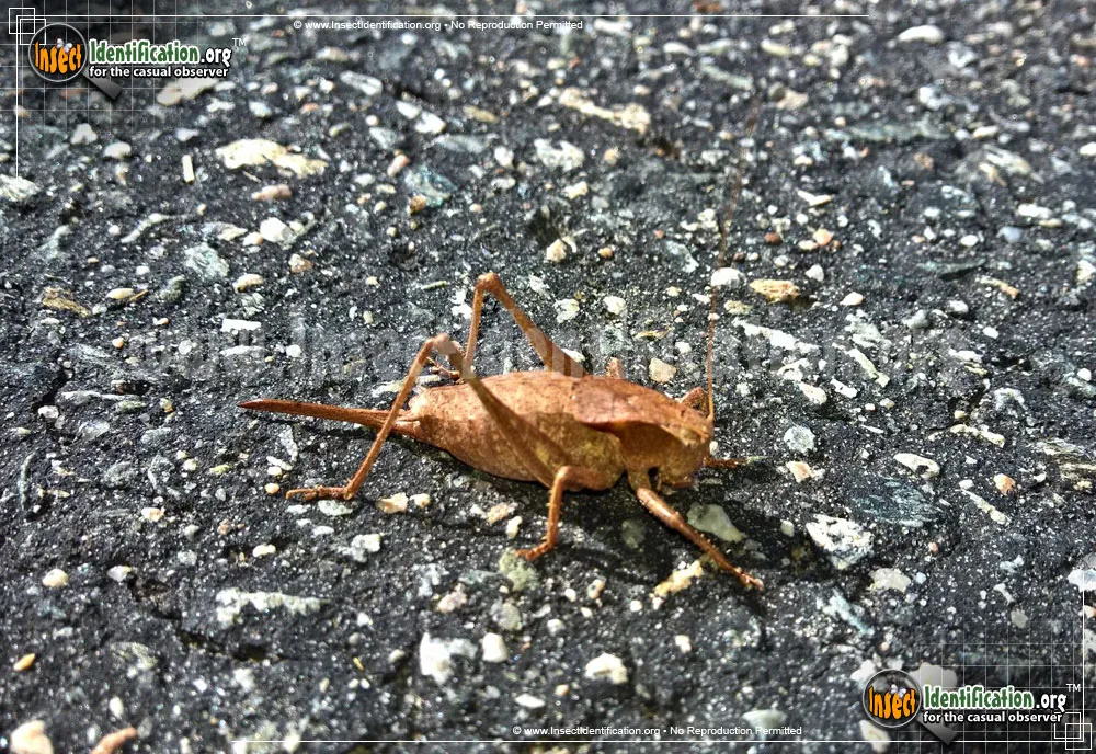 Eastern Shieldback Katydid - photo 3