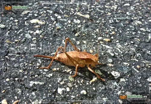 Eastern Shieldback Katydid - photo 4