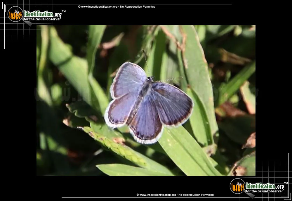 Eastern-tailed Blue Butterfly - Cupido comyntas