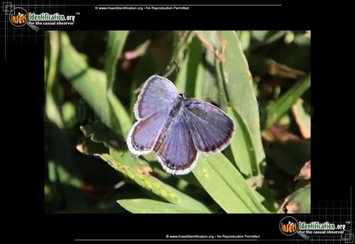 Eastern-tailed Blue Butterfly - photo 2