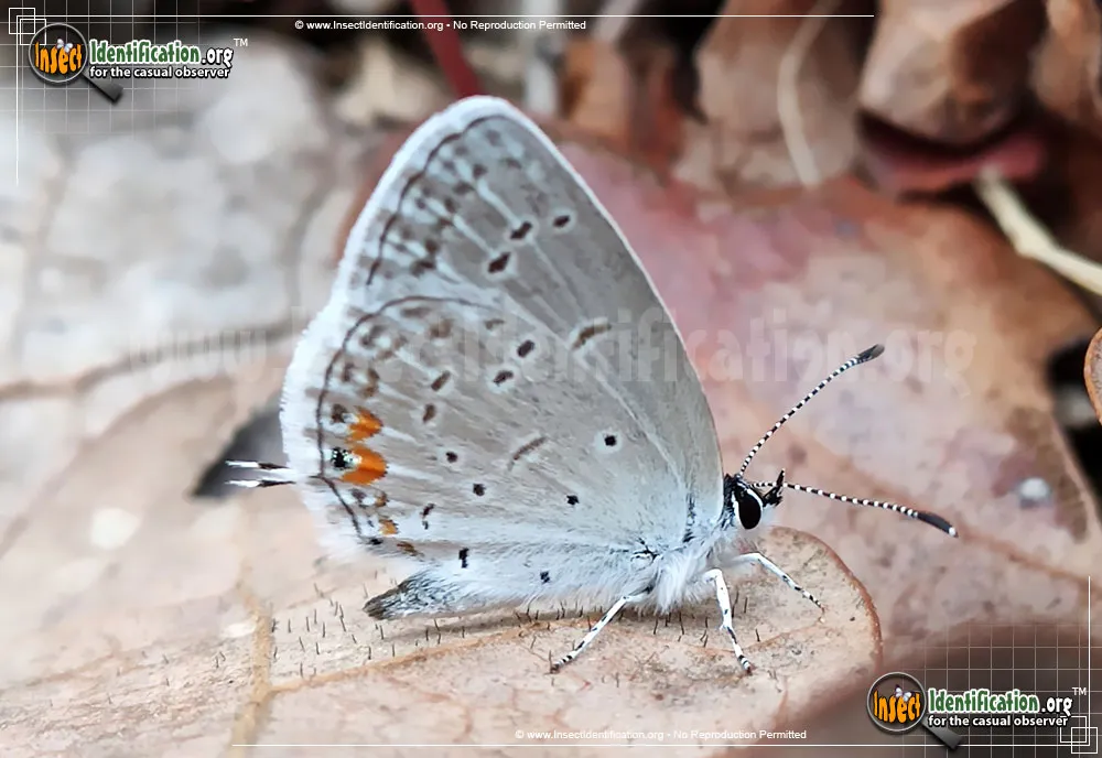 Eastern-tailed Blue Butterfly - photo 3
