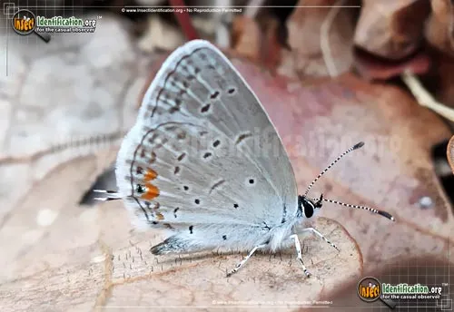 Eastern-tailed Blue Butterfly - photo 4