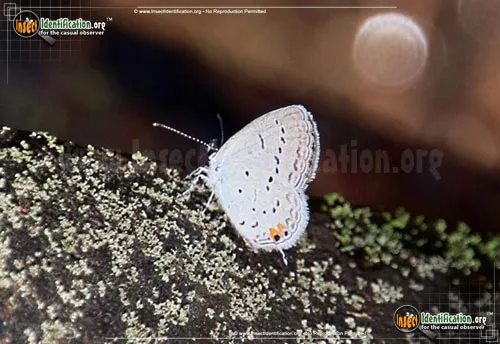 Eastern-tailed Blue Butterfly - photo 6
